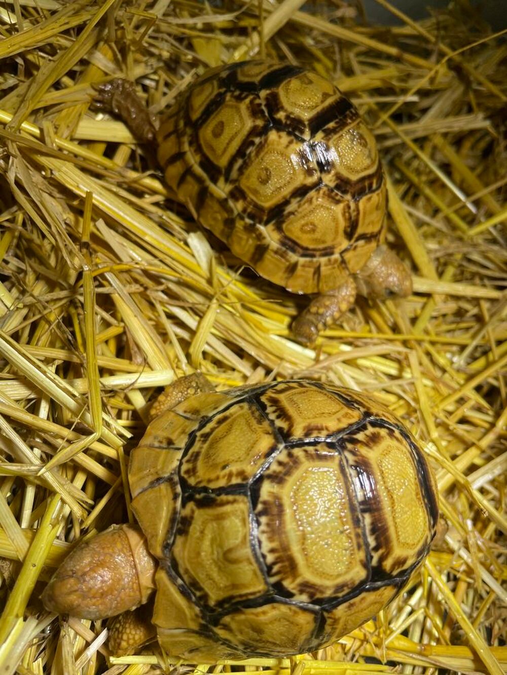   Tortue pardalis Somalica 