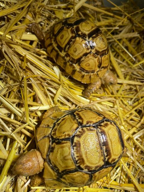 Tortue pardalis Somalica 280 30000 Nîmes