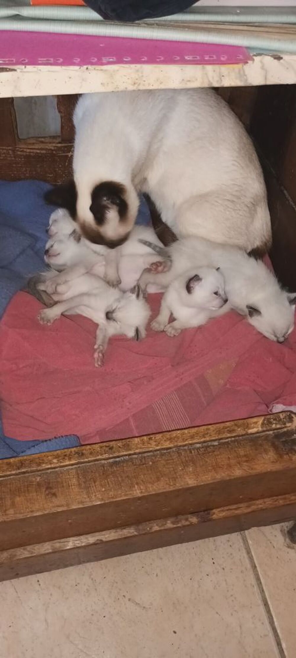   Réserver votre chaton. Disponible fin mai.  