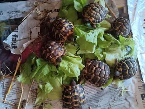 TORTUES DE TERRE GREECCA de 3 mois et  60 62000 Arras