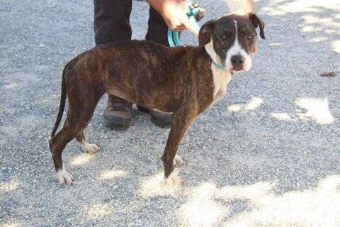 Chien EDEN à l adoption 210 47160 Caubeyres