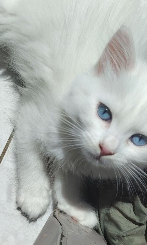 Chatons Sibériens 950 53000 Laval