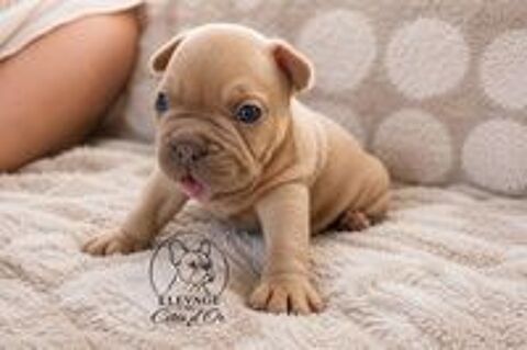   Disponible chiots bouledogue français EXO 