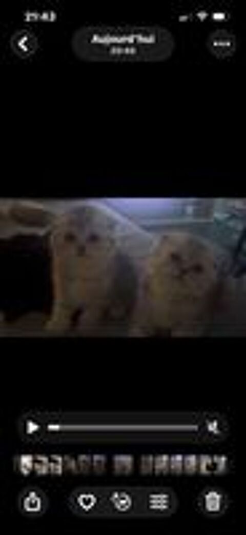   Magnifique chaton Scotisch fold 