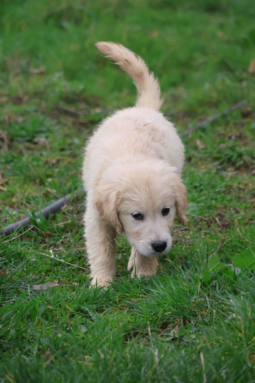   Chiots mâles et femelles GOLDEN RETRIEVER

