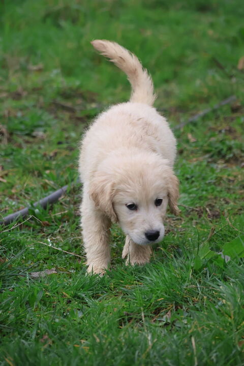 Chiots m&acirc;les et femelles GOLDEN RETRIEVER
1000 49490 Noyant