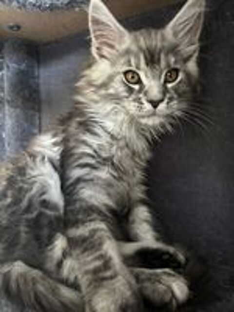   Chatons Mâles Maine Coon  