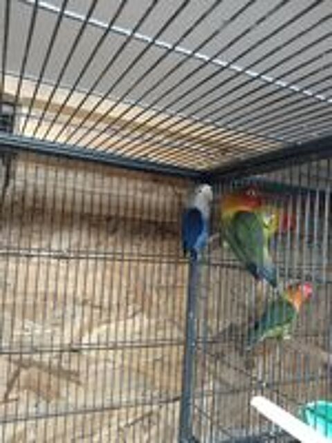   Couple inseparables 