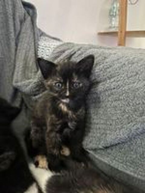   Chatons 