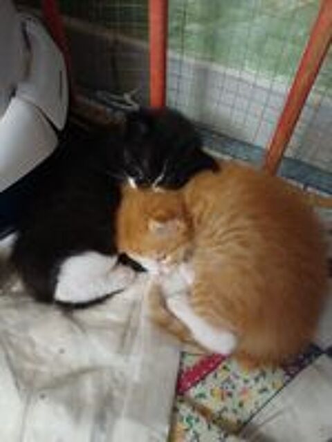   Chaton norvégien/ angoras turc  