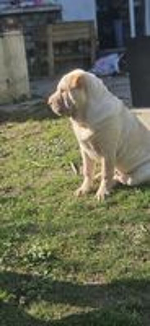   Don Chiot Sharpei male 

