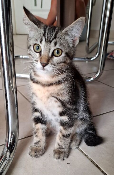 Chipie, adorable chatonne coquine mi angora, stérilisée et identifiée 200 74210 Chevaline