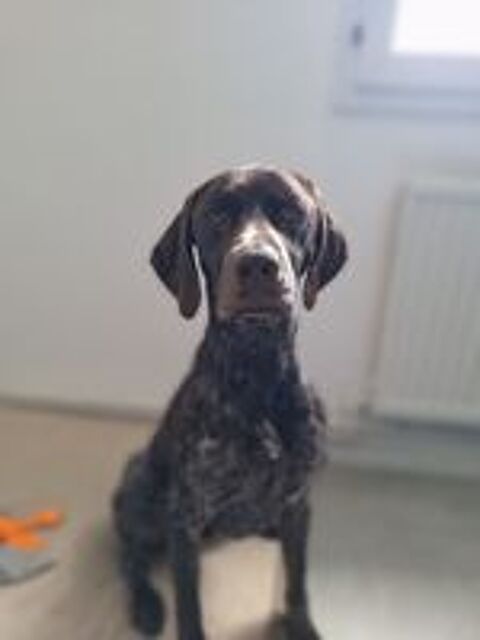   Chien Braque allemand 