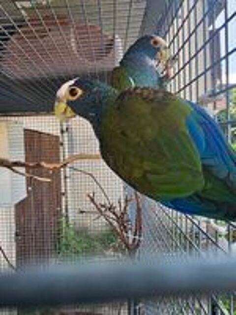   Perroquet pionus senilis 