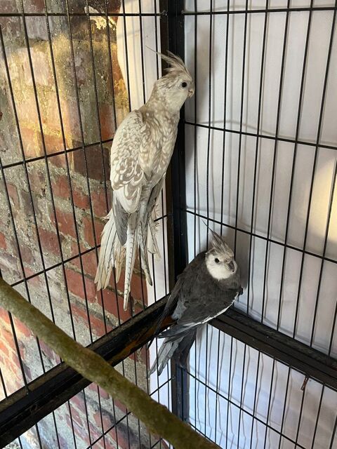 Couple calopsitte 7 80190 Curchy