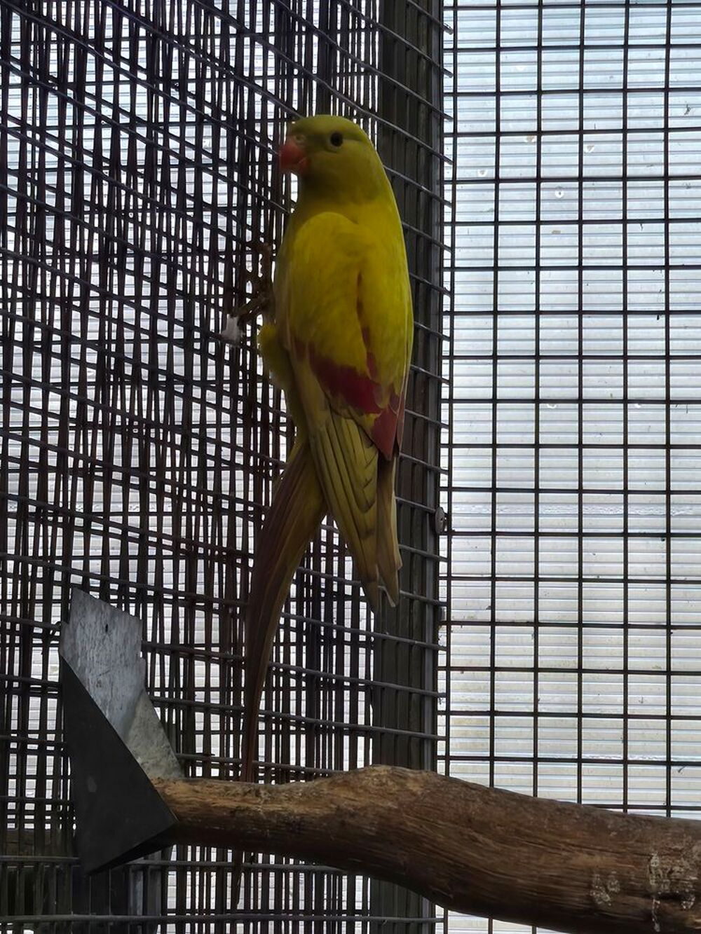   Mélanure pastel jaune  