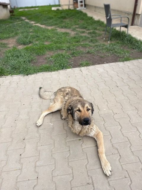 ELCKA  au refuge en ROUMANIE 0 75018 Paris