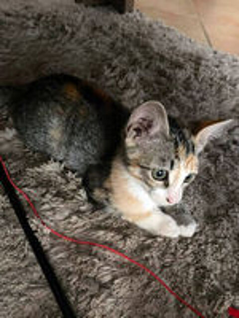   CLOE 