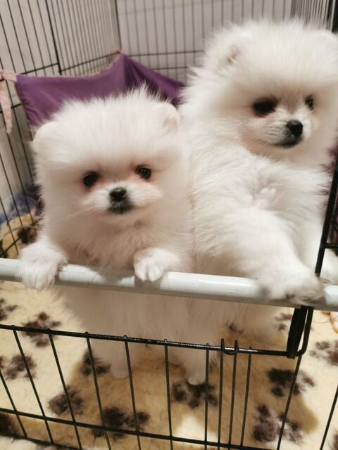 Disponible Spitz Allemand nain  750 33000 Bordeaux