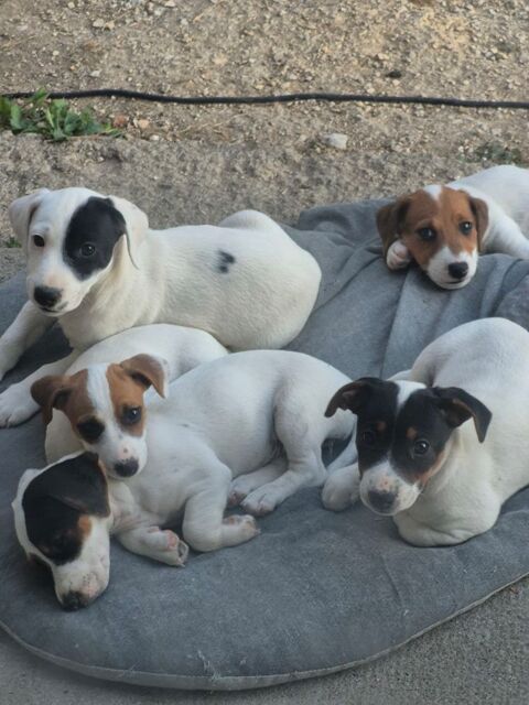 Chiots jack russell  750 24460 Chteau-l'vque