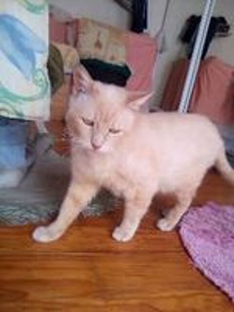   Gentil chat adulte  adopter sur Marseille 