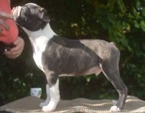   Reste 3 garçons chiots LOF Bostons terriers disponibles 