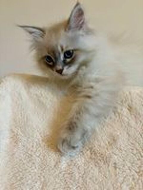   Magnifiques chatons sibériens 
