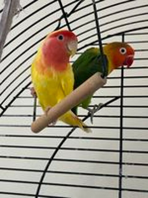   Couple d'inséparables  