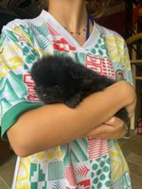   adorables chiots spitz  