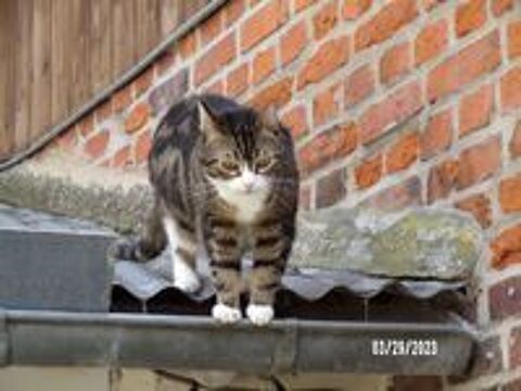   urgent pour ODY 4 ans � adopter 