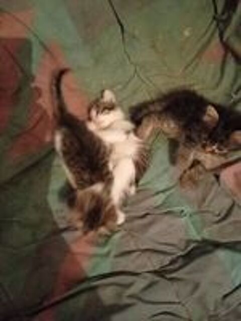   Donne chaton contre bon soin  