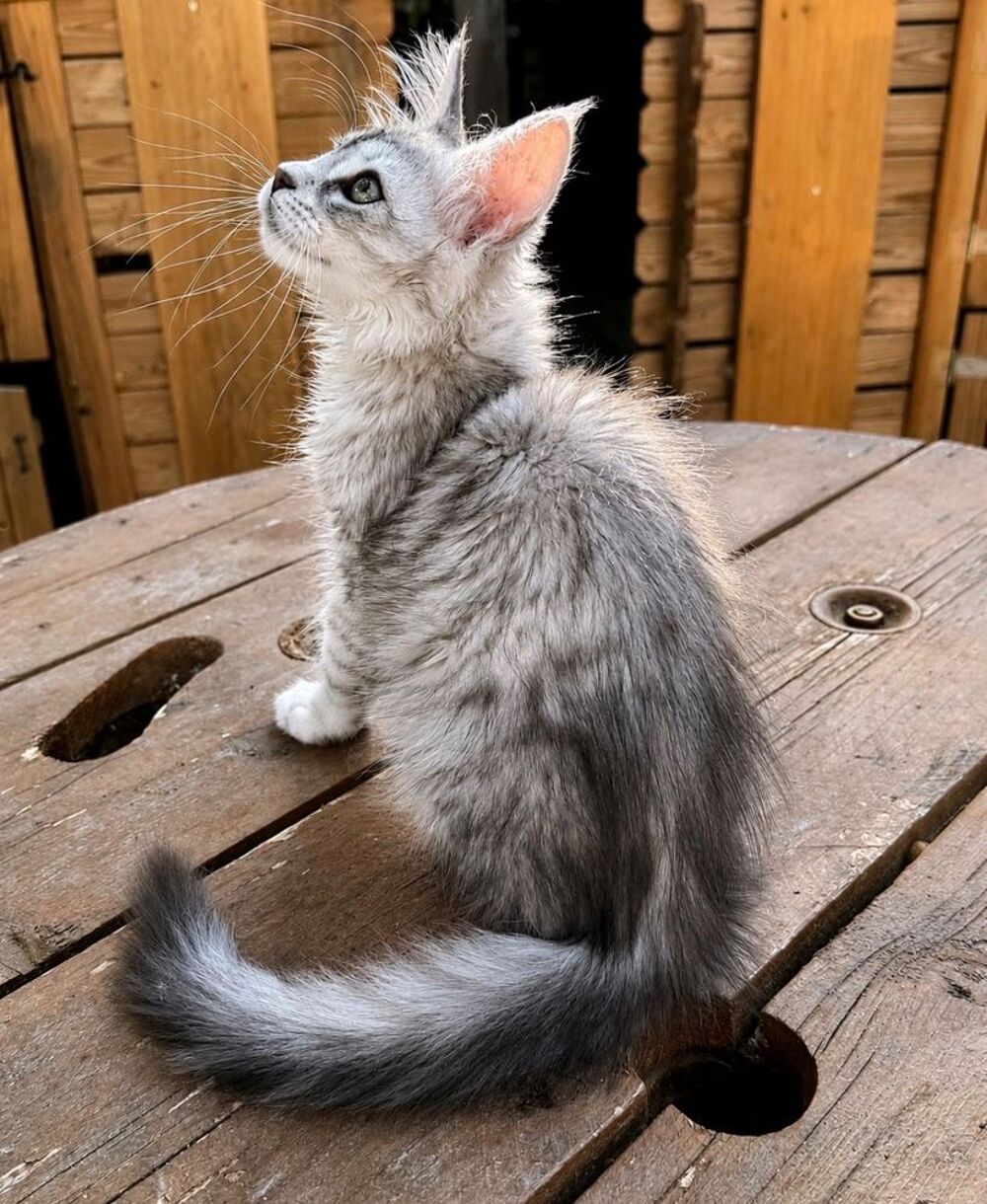   Magnifique femelle Maine Coon LOOF 