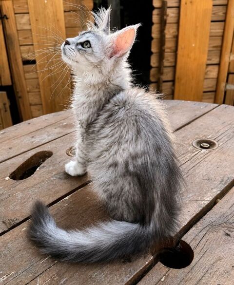 Magnifique femelle Maine Coon LOOF 1200 13400 Aubagne