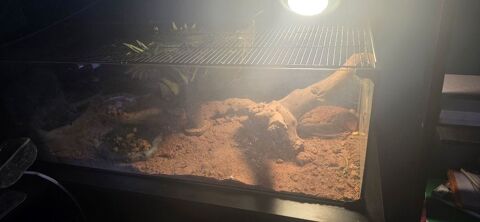 Pogona male rouge 300 30320 Saint-gervasy