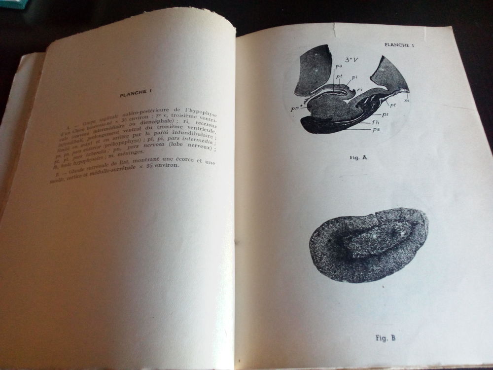 Les hormones R&eacute;mi Collin &eacute;ditions Albin Michel Paris 19140 Livres et BD