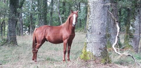 Mango Poulain OC futur compagnon de sport 2500 87370 Bersac-sur-rivalier