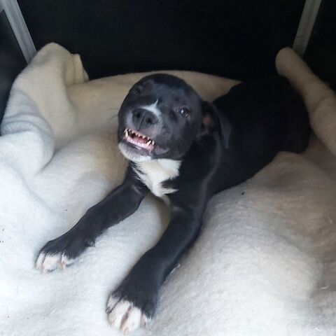 Titi croisé berger australien 300 17360 Saint-martin-de-coux