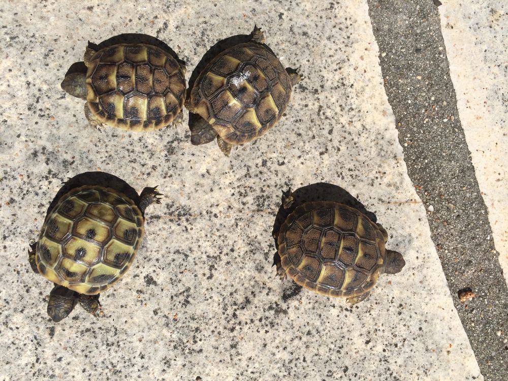   tortues dispo dans le 7eme jusqua samedi midi 