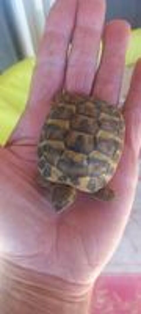  Tortues 3 /5 ans  
