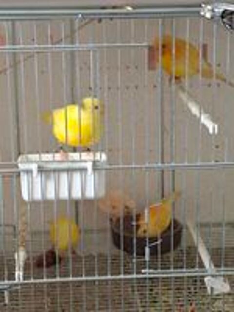   Canaris couleurs variées  