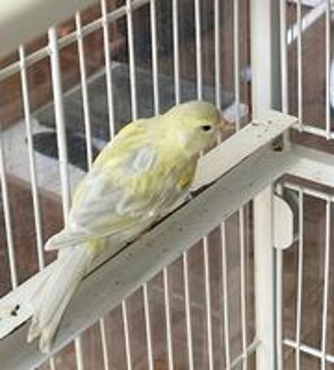   Canaris 