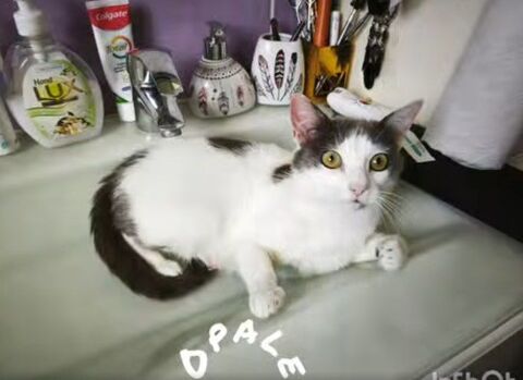 Chat OPALE à l adoption 180 07130 Saint-romain-de-lerps