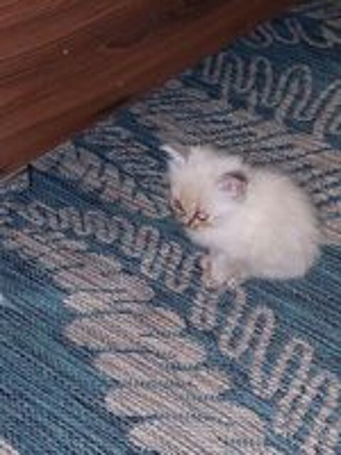   Chaton croisé sacré de Birmanie  