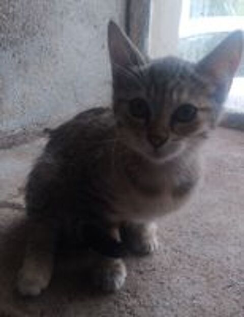   Chaton femelle de 4 mois.  