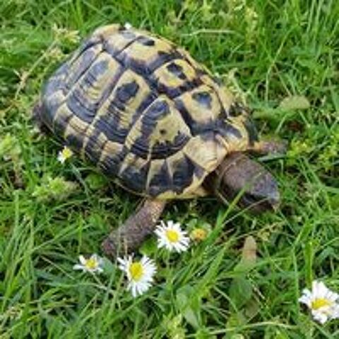   Tortue Hermann Hermanni Hermanni mle - 14 cm 