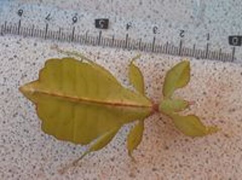  ?ufs de Phasmes feuilles ou Phyllium philippinicum 