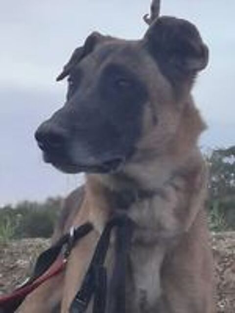   SULTAN, berger belge 8 ans 