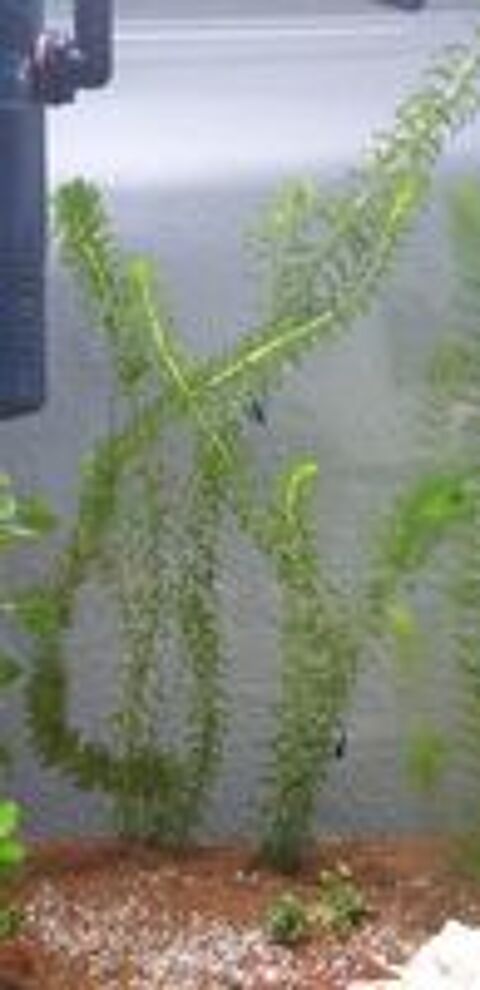  Plante d'aquarium.  