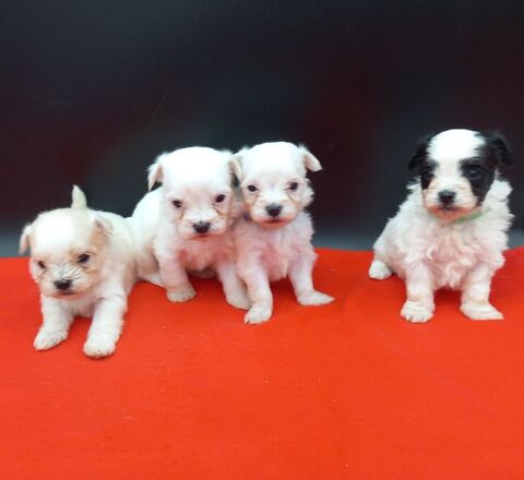 À réserver chiots Maltzu (Bichon Maltais croisés Shih-Tzu) 680 24800 Thiviers