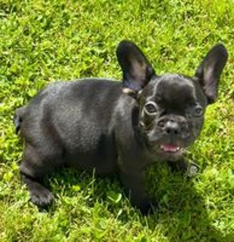  Adorables chiots bouledogue français  